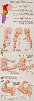 Drawing Arm Muscles: Yecow Style