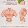 Drawing Torso Muscles : Yecow Style
