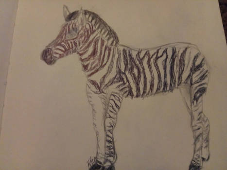 Zebra