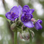 Ohio Spiderwort