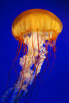 Yellow Jellyfish by Diamond-Image