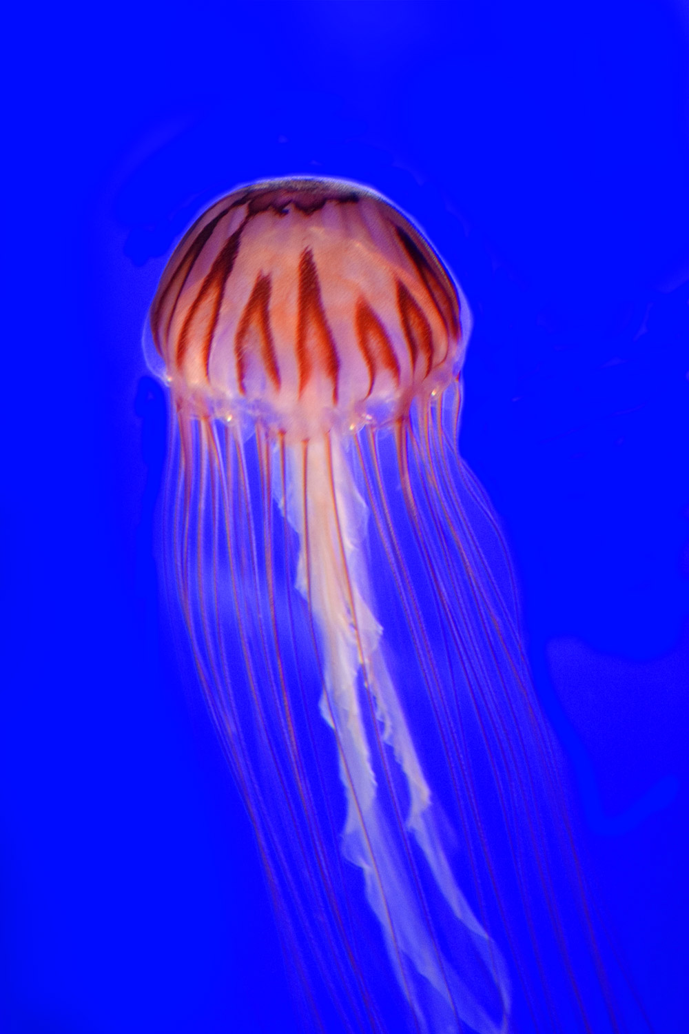 Jelly Fish