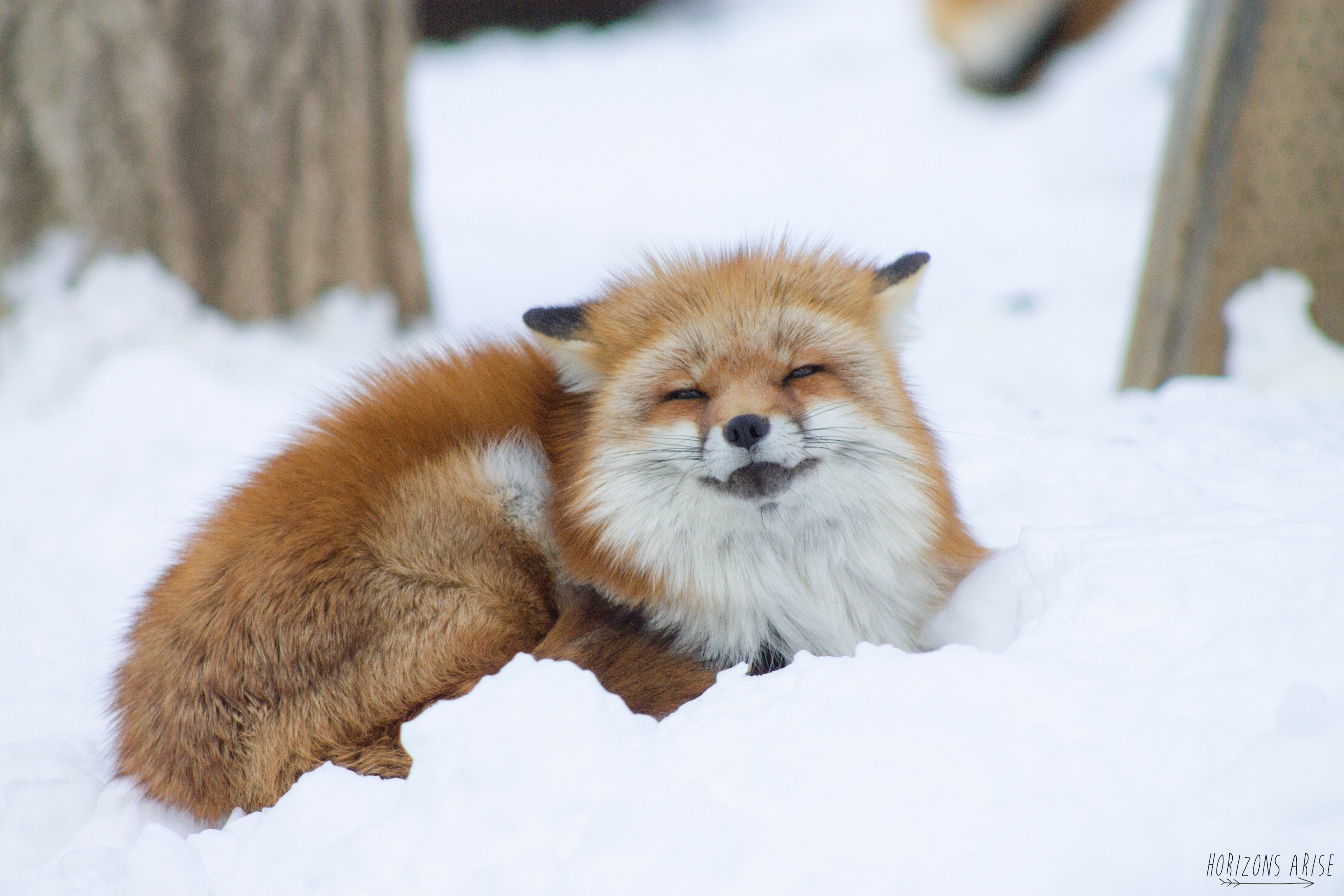 Happy Fox in the Snow