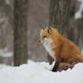 Content Fox in the Snow