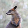 Bashful Wallaby