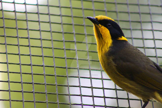 Helmeted Honeyeater