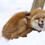Cheery Fox in the Snow