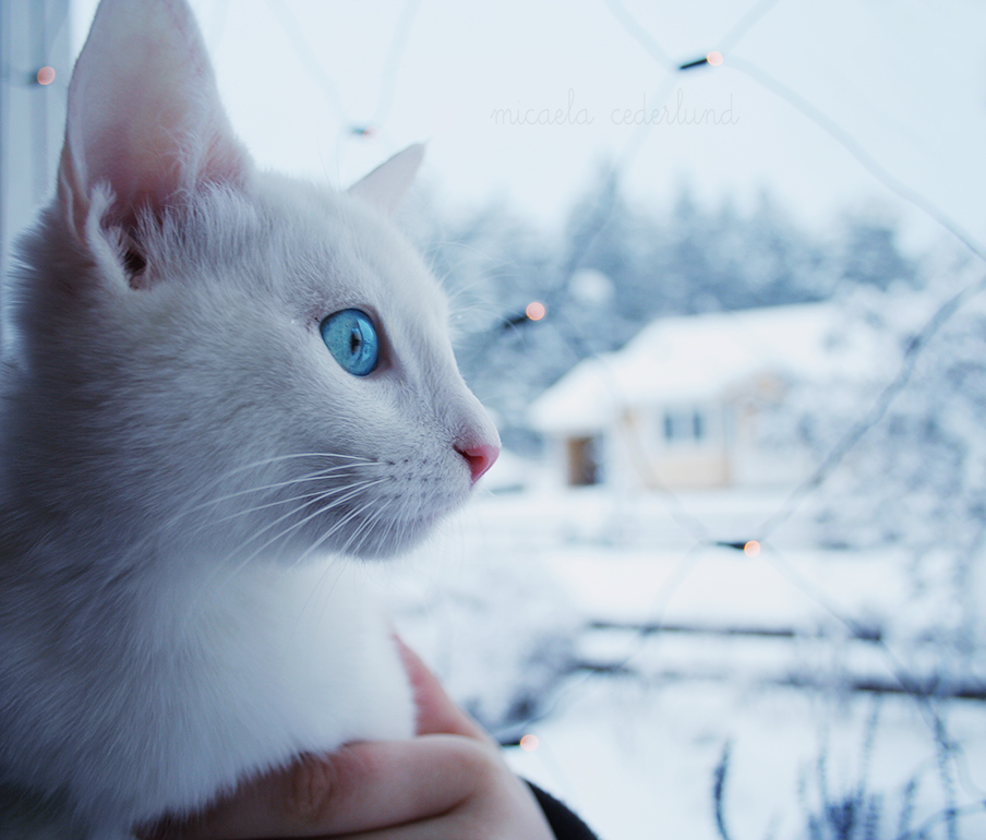 winter kitten