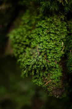 Closeup moss