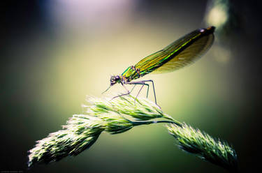 Damselfly in color