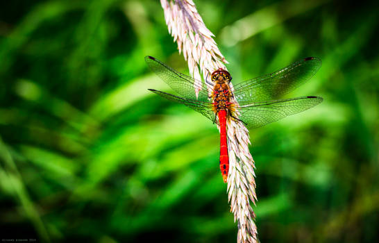 Lady in Red.