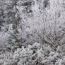 Frosted forest 3