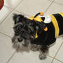 Bijou is a Bee