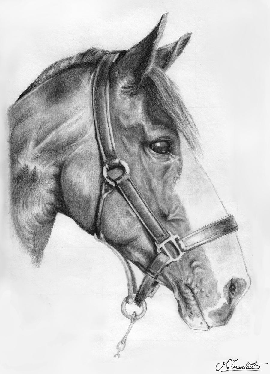 Portrait of horse