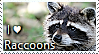 Raccoon Stamp