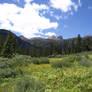 Blue Sky Meadow