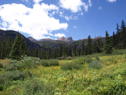 Blue Sky Meadow