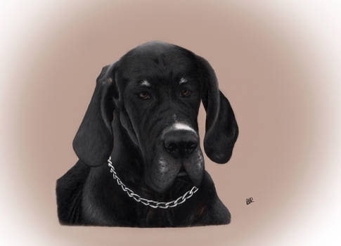 Great dane