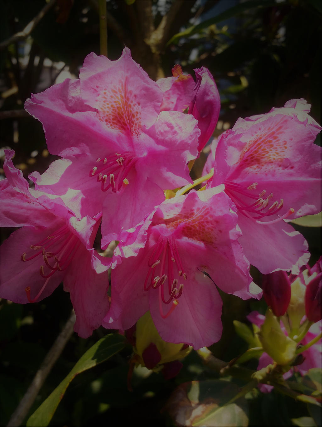 Azalea Flowers with filter