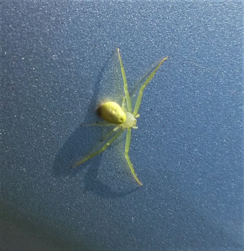 Green crab spider by Dragonmyth123 on DeviantArt