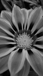 Beaming Gazania BW