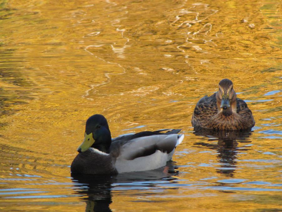 Swim in gold