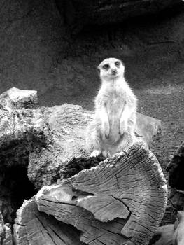 Meercat.