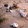 Remains of animals in the Tunisian desert