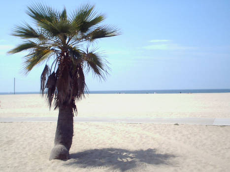 palm