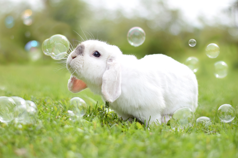 bunny and bubbes