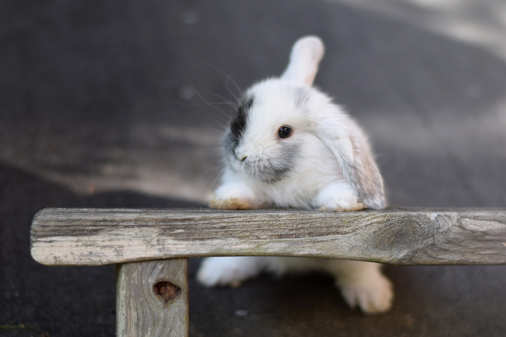 Posing baby bunny