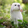 Bunny in the Forest