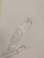Budgie lineart