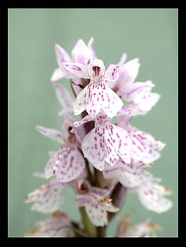 Orchid