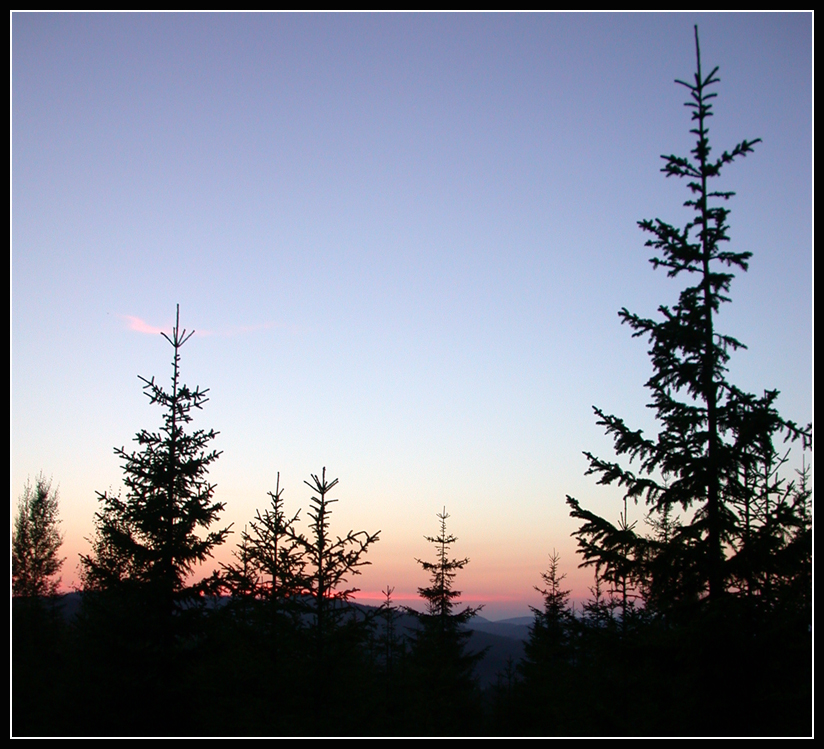 Evening in the forest