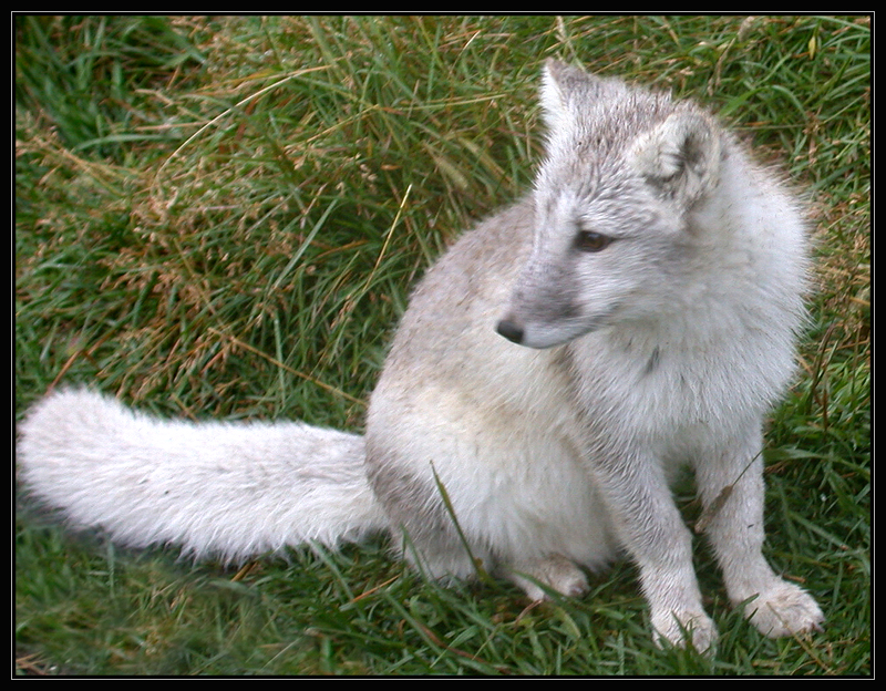 Arctic Fox at Langedrag II