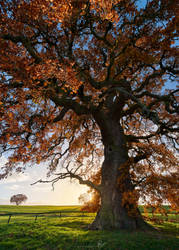Old Oak Tree by Morgo