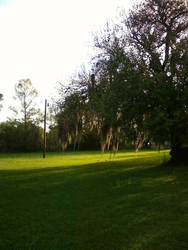 Spanish Moss