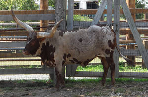 Mooove Over