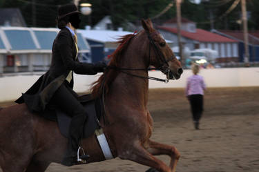 Saddlebred Saddleseat Stock 8