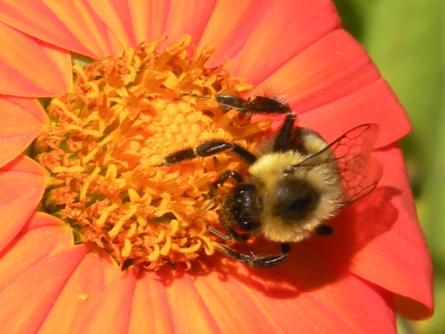 Bee 3