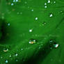 Raindrop