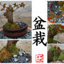 bonsai_bougainvillea_v1collage