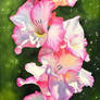 Gladiolus