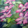 Clematis