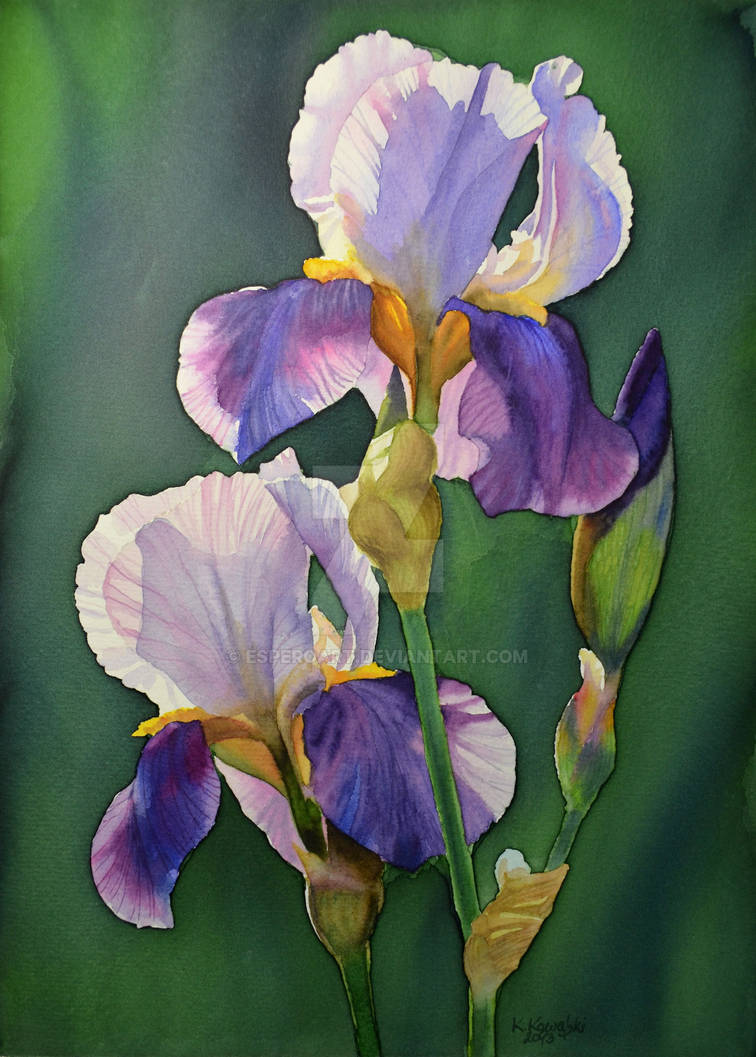 Purple iris by Esperoart on DeviantArt