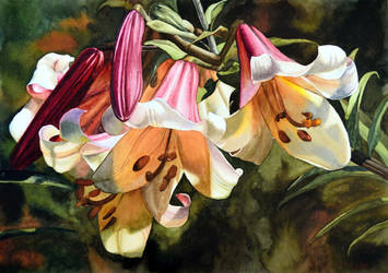 Lilium regale