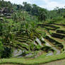 Rice Terraces, Bali, Indonesia