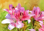 Pink lilies by Shelter85