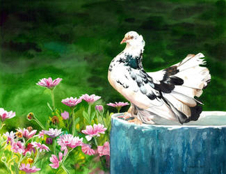 The Indian Fantail Pigeon by Esperoart